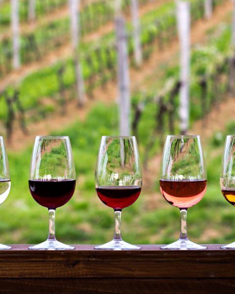Le cantine di Bolgheri